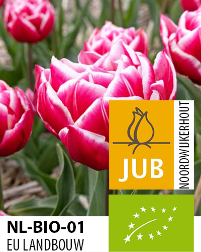 TULIPÁN BIO CIBULOVINY Columbus 11/12, 100 ks